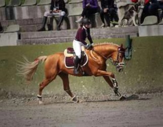 photo de A donner Cheval de sport allemand 11