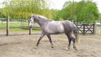 photo de Donne Hongre Cruzado 11 ans cheval de loisir